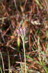 Bristleleaf chaffhead